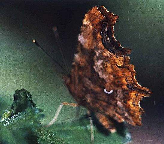 Polygonia c-album