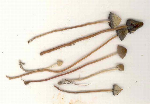 Psilocybe semilanceata