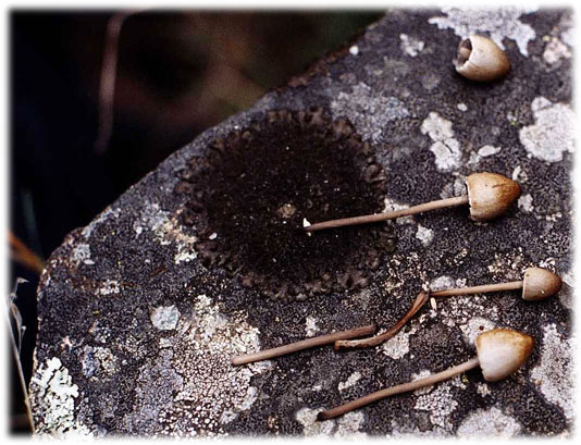 Panaeolus sphinctrinus, mongui