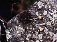 Panaeolus sphinctrinus