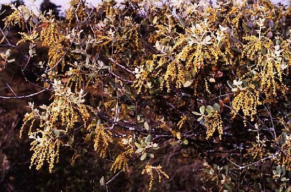 Querqus ilex en flor