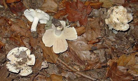 Russula chloroides