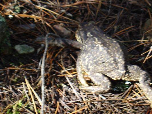 Alytes obstetricans, sapo partero