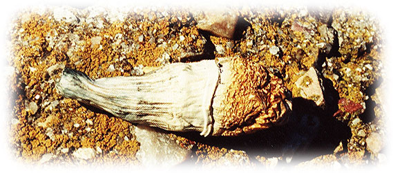 Stropharia (Psilocybe) cubensis