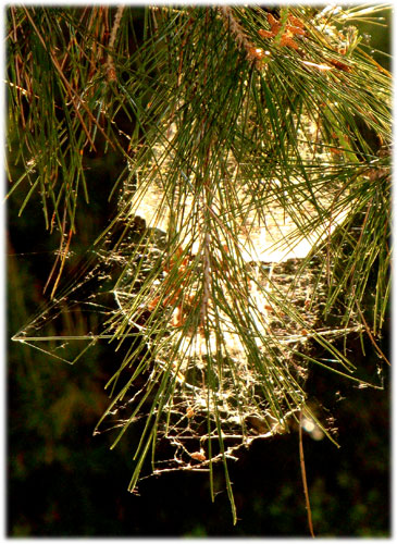 Máscara de telaraña