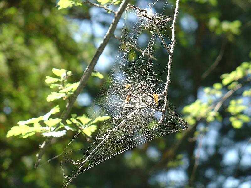 Telaraña sobre ramas de espino blanco, Crataegus monogyna en el Jardin Botanico de Madrid en agosto de 2008