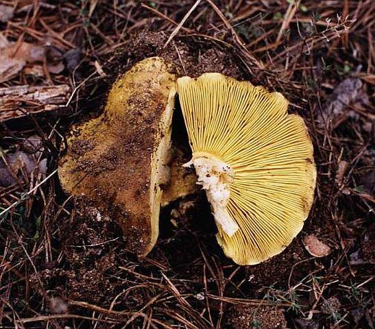 Tricholoma equestre acoso y derribo 