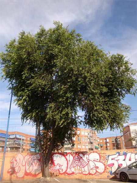Ulmus minor, olmo fotografiado junto al arroyo Butarque el 11 de noviembre de 2004