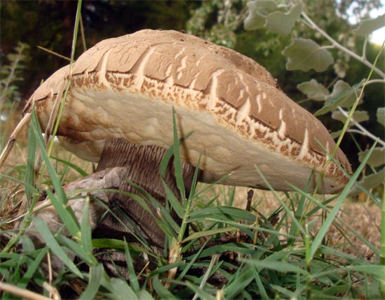Urtica dioica, ortiga